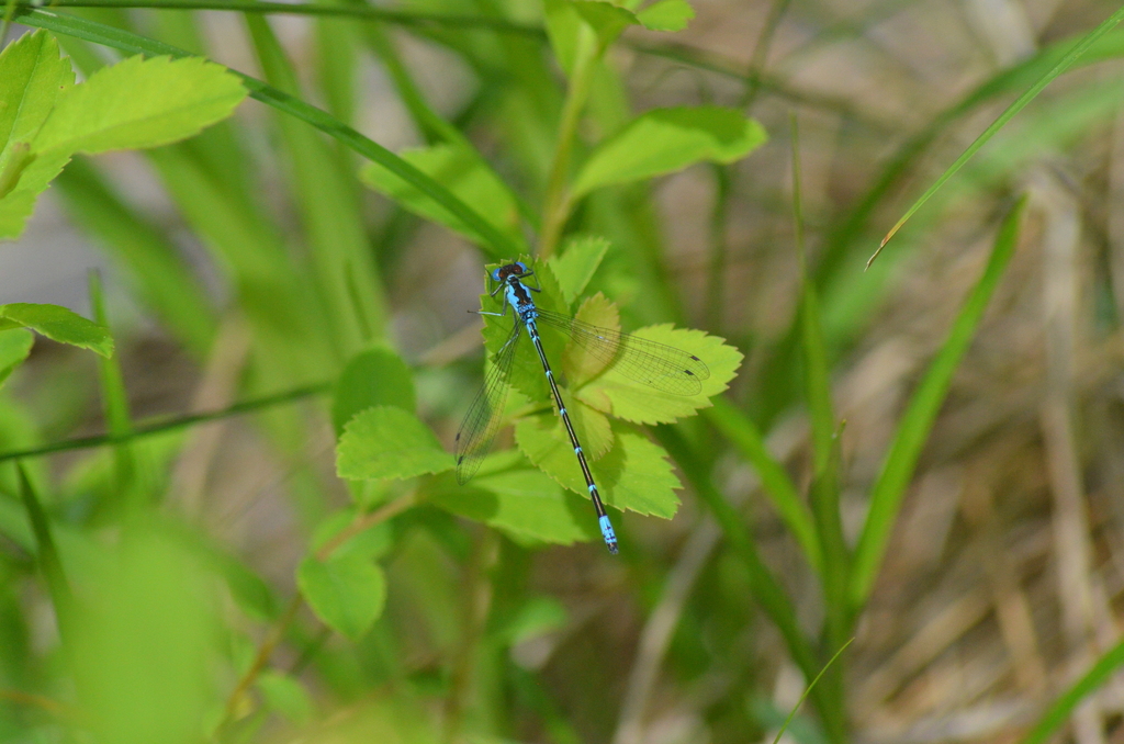 Aurora Damsel from Preston Pond, Bolton, VT 05465, USA on May 26, 2024 at 1205 PM by Drew
