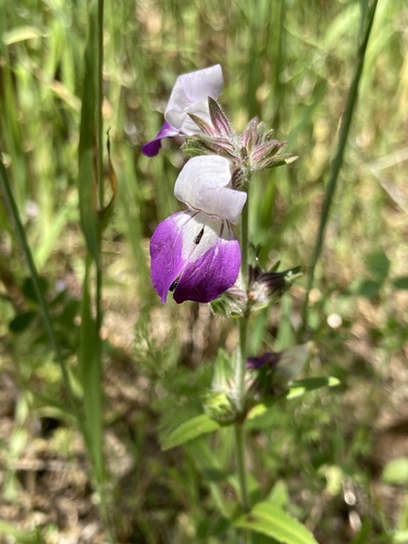 iNaturalist observation photo of Blue-eyed Marys