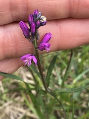 Polygala pedemontana