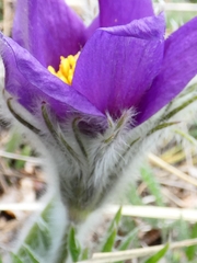 Pulsatilla halleri