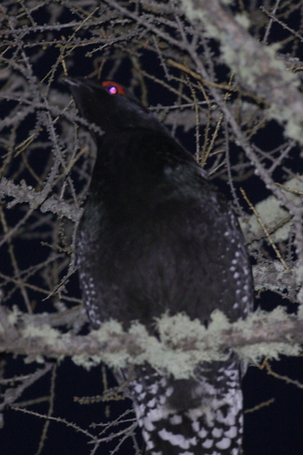 Black-billed Capercaillie (Tetrao urogalloides), photo 5