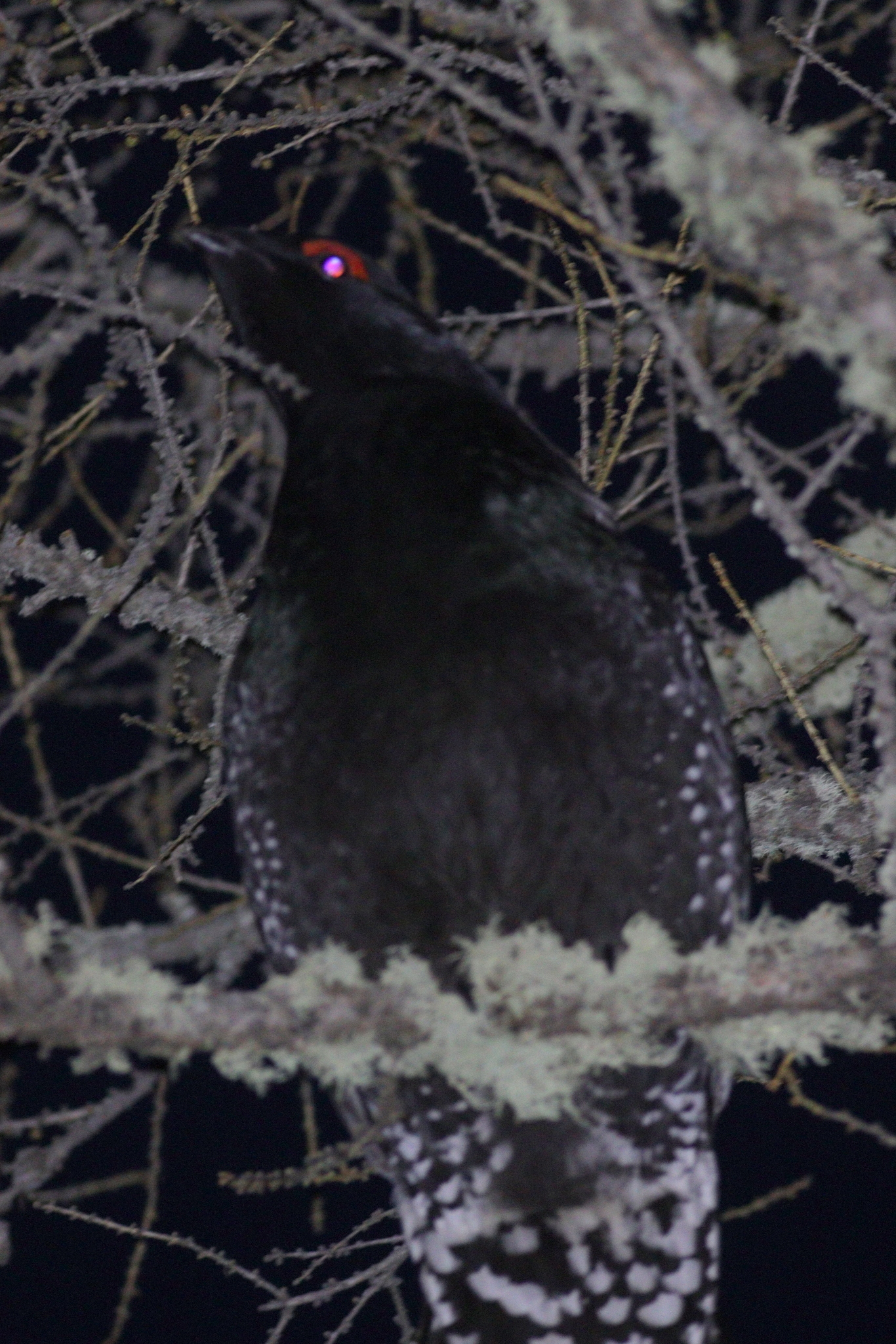 Black-billed Capercaillie