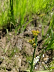 Juncus xiphioides