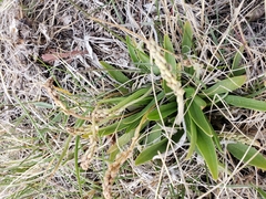 Plantago eriopoda