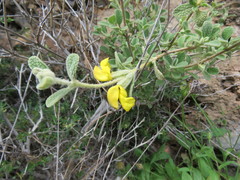 Phlomis lanata