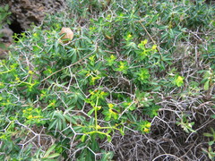 Euphorbia acanthothamnos