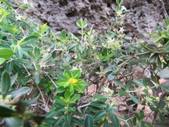 Euphorbia acanthothamnos