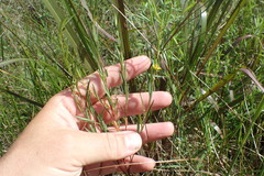 Ludwigia linearis