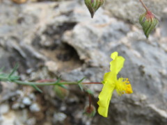 Fumana arabica
