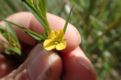 Ludwigia linearis