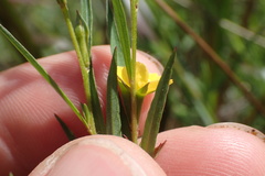 Ludwigia linearis