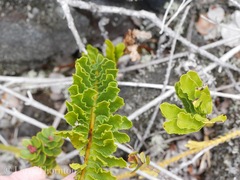 Polypodium pellucidum vulcanicum