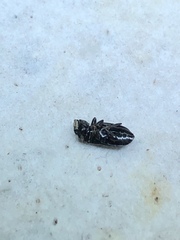 Glischrochilus quadripunctatus