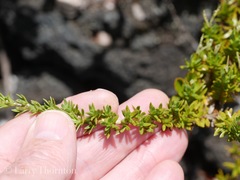 Coprosma ernodeoides