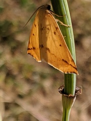 Neoterpes edwardsata