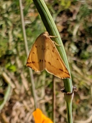 Neoterpes edwardsata
