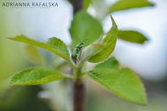 Phyllobius maculicornis