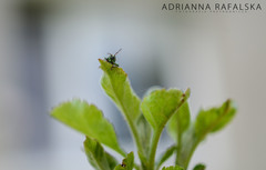 Phyllobius maculicornis