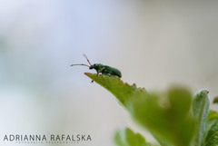 Phyllobius maculicornis