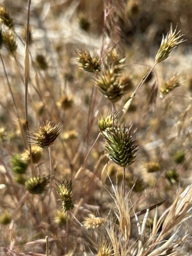 Annual False Wheatgrass
