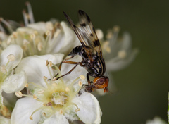 Otites porcus