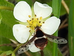 Bombylius pygmaeus