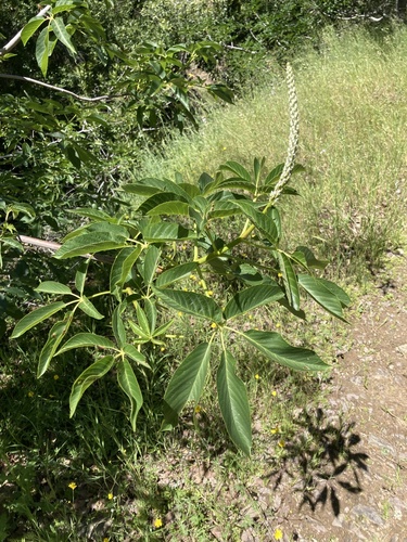 iNaturalist observation photo of California buckeye