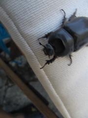 Oryctes nasicornis grypus