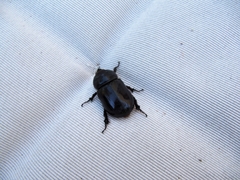 Oryctes nasicornis grypus