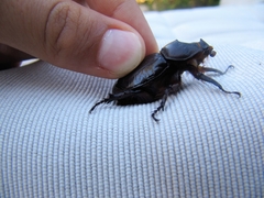 Oryctes nasicornis grypus