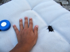 Oryctes nasicornis grypus