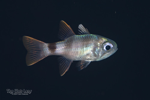 Dusky cardinal (Nectamia fusca) — Apogonidae