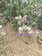 Lupinus tidestromii