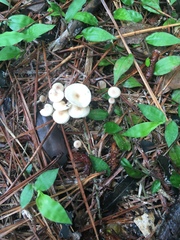 Entoloma sericellum