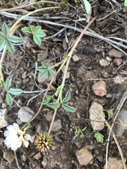 Trifolium andersonii