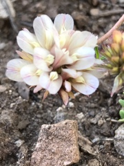 Trifolium andersonii