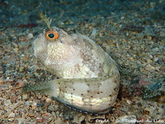 Butterfly Blenny photo 2
