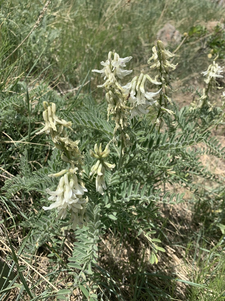 Drummond's Milkvetch from Ncar Trail, Boulder, CO, US on May 27, 2024 ...