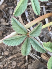 Trifolium andersonii