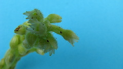 Discyphus scopulariae