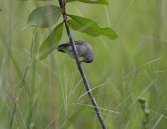 Inezia inornata
