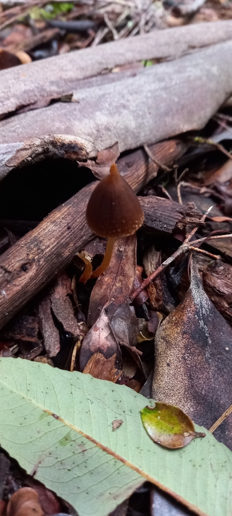 Psathyrella acutissima