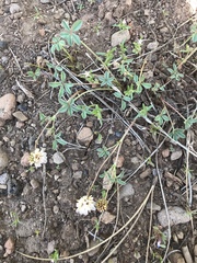 Trifolium andersonii