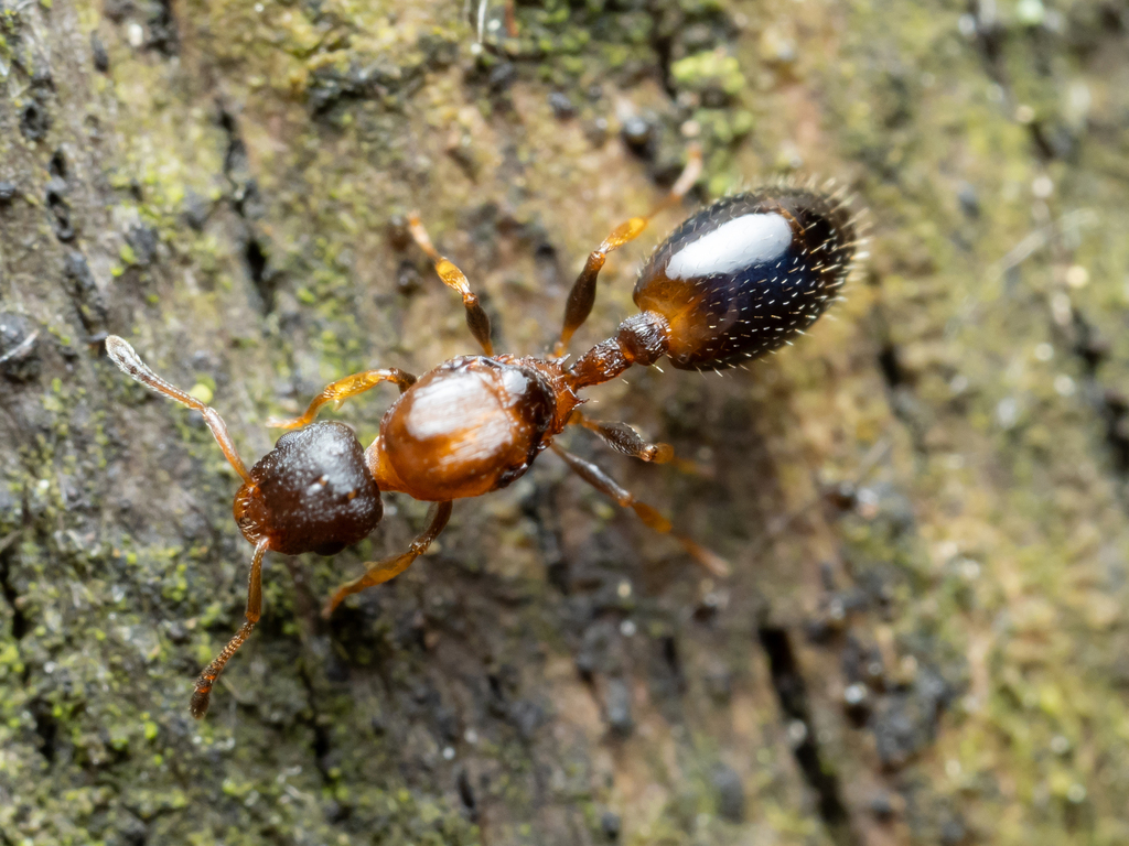 Temnothorax affinis
