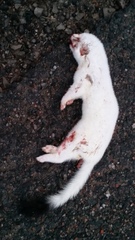 Mustela