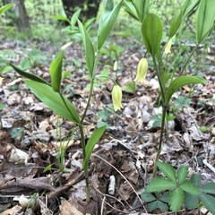 Uvularia puberula