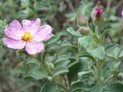 Cistus parviflorus
