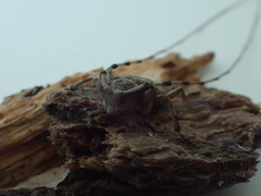 Acanthocinus aedilis