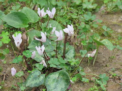Cyclamen creticum