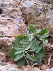 Nepeta melissifolia